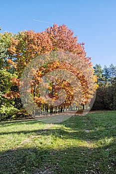 Jesenná scenéria v arboréte Tesárske Mlynany, Slovensko