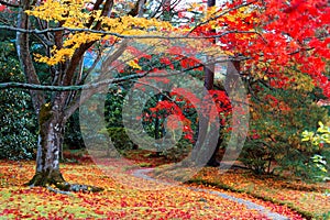 Autumn scenery of a beautiful Japanese garden with a pathway winding through a forest of colorful maple trees