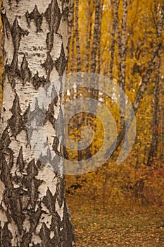 Autumn scenery. Beautiful scene with birches in yellow autumn birch forest in october among other birches in birch grove