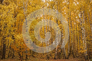 Autumn scenery. Beautiful scene with birches in yellow autumn birch forest in october among other birches in birch grove