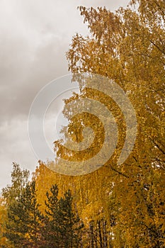 Autumn scenery. Beautiful scene with birches in yellow autumn birch forest in october among other birches in birch grove