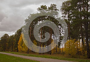 Autumn scenery. Beautiful scene with birches in yellow autumn birch forest in october among other birches in birch grove