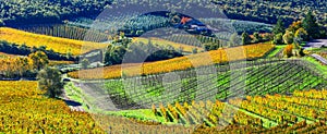 Autumn scenery - beautiful vineyards of Tuscany, Italy photo