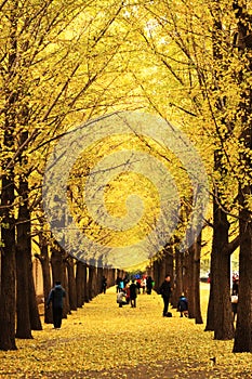 Autumn scenery in Beijing