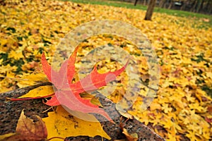 Autumn scenery in Beijing