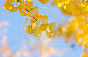 Autumn scenery in Beijing