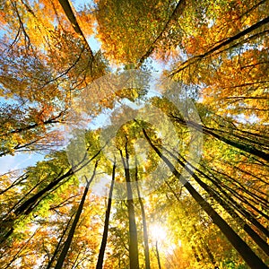 Autumn scenery with a canopy of tall trees