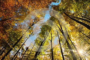 Autumn scenery with a canopy of tall trees