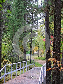 Autumn scenery. Cedar forest. Russian forests.