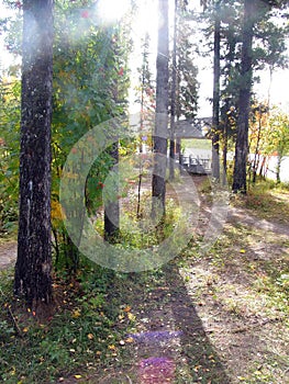 Autumn scenery. Cedar forest. Russian forests.