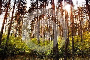 Autumn scenery in a colorful forest, with the sun illuminating t