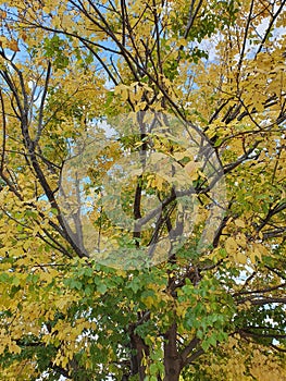 Autumn scenery with dry leaves and sunshine