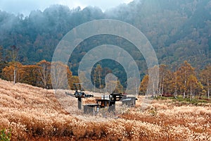 Autumn scenery of a field of golden reeds & trees of colorful foliage on the hillside in Shiga Kogen