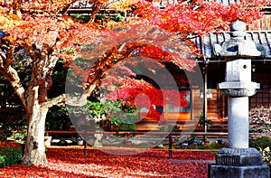 Autumn scenery of a fiery maple tree and a traditional Japanese stone lantern on the ground covered by red fallen leaves