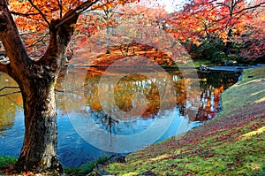Autumn scenery of fiery maple trees by a lake in beautiful Sento Imperial Palace Royal Villa Park