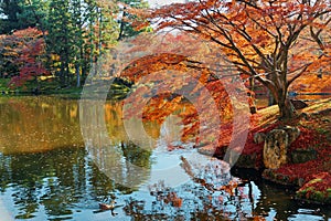 Autumn scenery of fiery maple trees by a lake in beautiful Sento Imperial Palace Royal Villa Park in Kyoto Japan