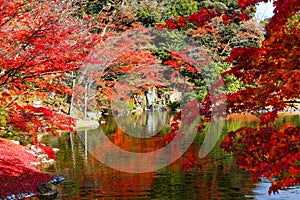 Autumn scenery fiery maple trees reflected on the peaceful lake water and a wooden bridge over the pond in a beautiful Japanese ga