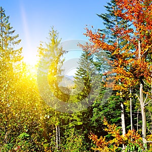 Autumn scenery in a forest, with the sun casting beautiful rays of light through the trees