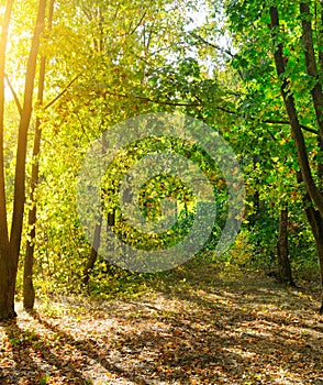 Autumn scenery in a forest, with the sun casting beautiful rays of light through the trees