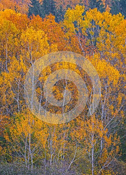 Autumn scenery, a forest in vibrant warm yellow colors