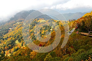 Autumn scenery of golden forests and alpine road in a valley in Shiga Kogen, Nagano Japan