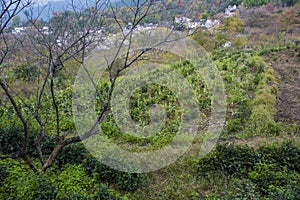 Autumn scenery of hongcun village, yixian county, huangshan, anhui.