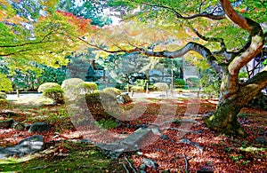 Autumn scenery of a huge maple tree with extensive branches and roots