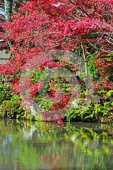 Autumn scenery of Kyoto, Japan