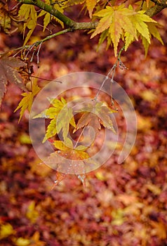 Autumn scenery in Kyoto, Japan