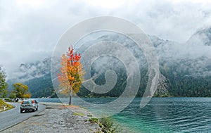 Autumn scenery of Lake Plansee with a car traveling on the highway, a fiery maple tree by lakeside & foggy alpine mountains