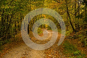 Autumn scenery landscape with colorful forest, wood fence and rural road in Prisaca Dornei