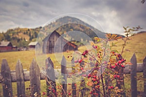 Autumn scenery landscape with colorful forest, wood fences, rosehip and hay barns in Bucovina