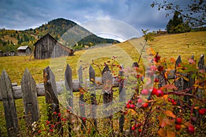 Autumn scenery landscape with colorful forest, wood fences, rosehip and hay barns in Bucovina