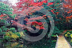 Autumn scenery of maple trees with fiery foliage and a pathway by a pond leading into the forest in Koishikawa Korakuen