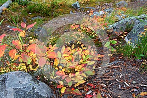 Autumn Scenery of Montana