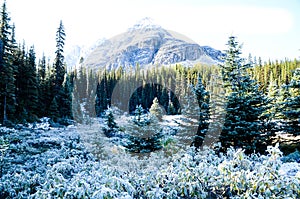 Autumn Scenery near Lake O`Hara, Yoho National Park, Canadian Rockies