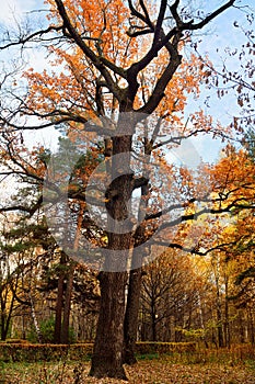 Autumn scenery with oak tree and others trees in a fall park