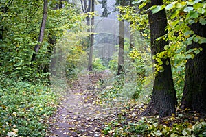 Autumn scenery of path in the forest, arrounded mist