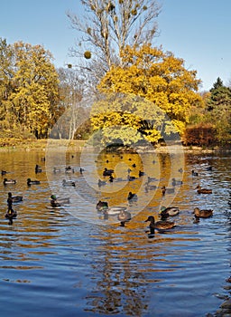Autumn scenery - pond in the park