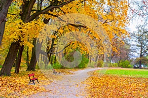 Autumn scenery with red benches in the park