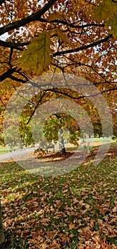 autumn scenery with road and fallen leaves