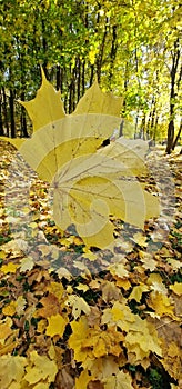 autumn scenery with road and fallen leaves