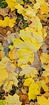 autumn scenery with road and fallen leaves