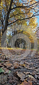 autumn scenery with road and fallen leaves