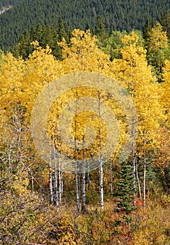 Autumn scenery in rockies