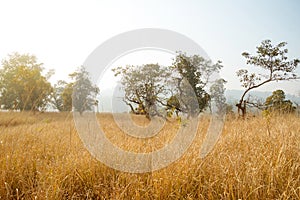 Autumn scenery with stubble-field.