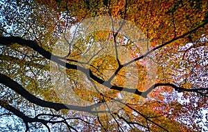 Autumn scenery in Tokyo, Japan