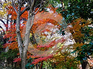 Autumn scenery in Tokyo, Japan