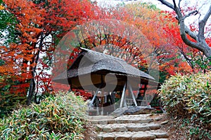 Autumn scenery of tourists sitting in a wooden gazebo with thatched roof under fiery maple trees in a beautiful corner  