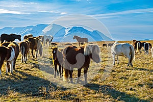 Autumn scenery with typical Icelandic horses in the north of Iceland